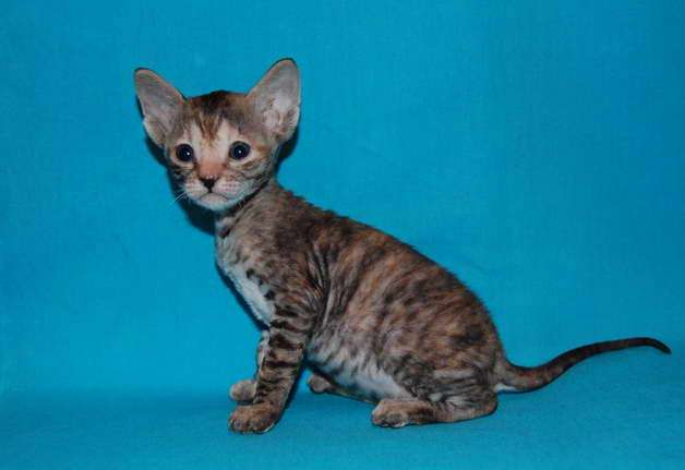 Корниш рекс котята Корниш рекс котята