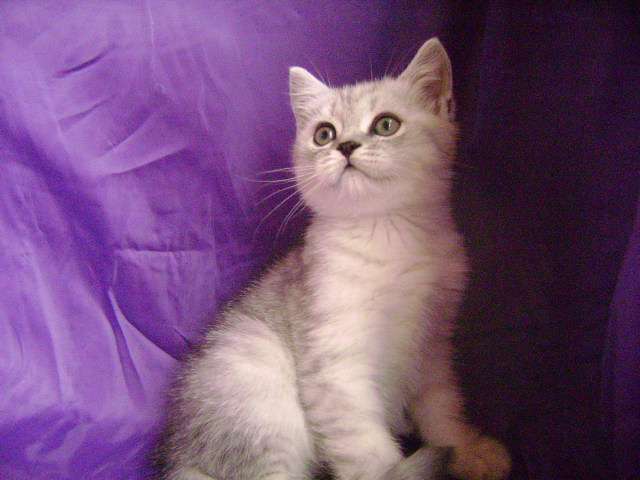 Шотландские плюшевые котята Шотландские плюшевые котята