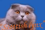 Нужен кот для вязки?! Элитный вислоухий шотландский кот WCH (Чемпион Мира) голубого окраса 