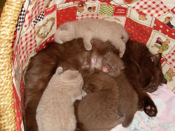 Британские котята 1,5 месяца Британские котята 1,5 месяца
