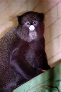 Белоносая мартышка - Cercopithecus petaurista Белоносая мартышка - Cercopithecus petaurista