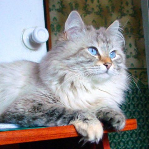 Невские маскарадные котята Невские маскарадные котята