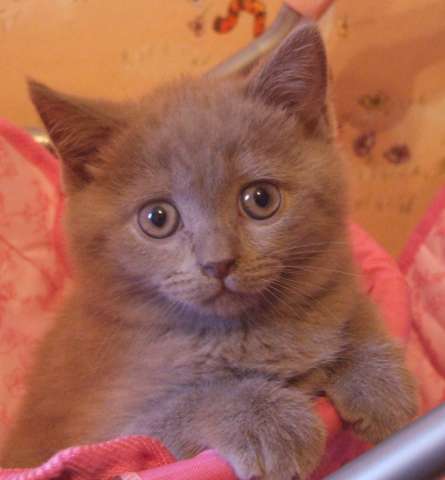 продам шотландского котенка продам шотландского котенка
