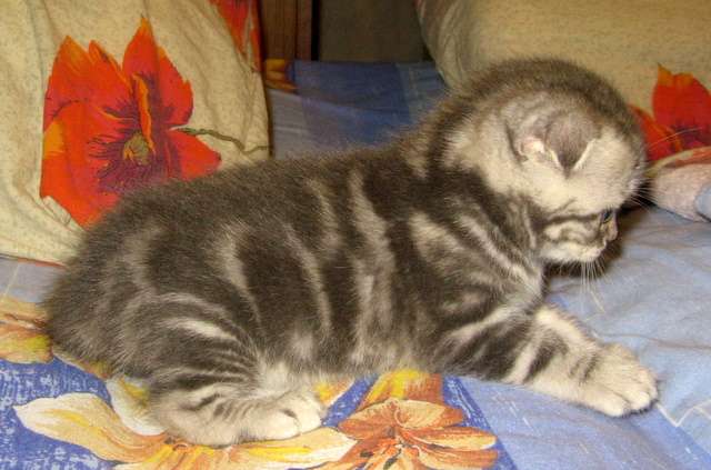 МРАМОРНЫЙ ШОТЛАНДСКИЙ ВИСЛОУХИЙ КОТИК! МРАМОРНЫЙ ШОТЛАНДСКИЙ ВИСЛОУХИЙ КОТИК!