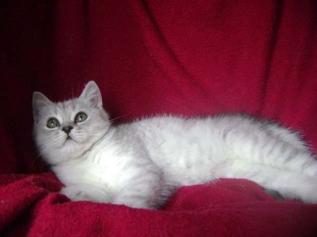 Шотландские плюшевые котята Шотландские плюшевые котята