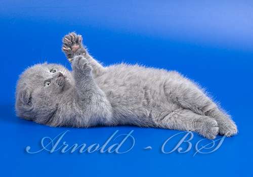 Шотландские короткошерстные плюшевые котята Шотландские короткошерстные плюшевые котята