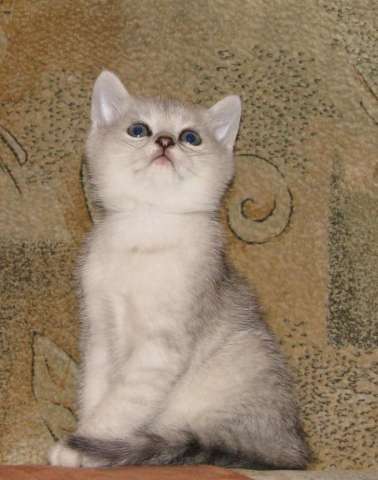 БРИТАНСКИЕ КОТЯТА! СЕРЕБРЯННАЯ ШИНШИЛЛА! БРИТАНСКИЕ КОТЯТА! СЕРЕБРЯННАЯ ШИНШИЛЛА!