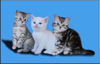 шотландские кота шотландские кота