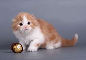 Шотландские вислоухие котята Шотландские вислоухие котята