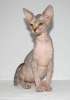 Канадский сфинкс котята чудо-голыши.взрослый кот, шоколадного окраса