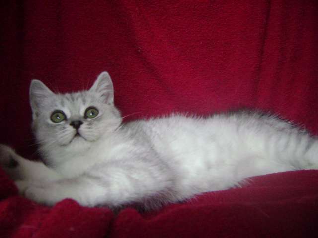 Шотландский короткошерстный котик. Шотландский короткошерстный котик.