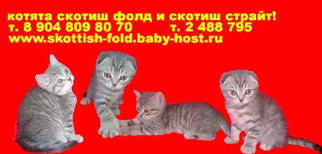 Продаются котята шотландской вислоухой! Продаются котята шотландской вислоухой!