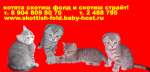 Продаются котята шотландской вислоухой!