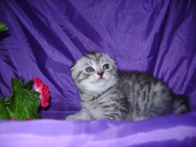 Шотландские вислоухие котята Шотландские вислоухие котята
