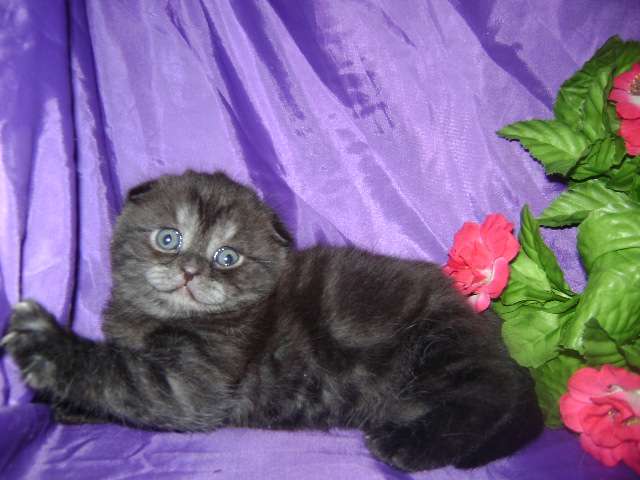 Шотландские вислоухие котята Шотландские вислоухие котята