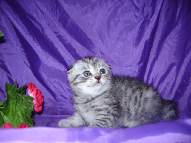 Шотландские вислоухие котята Шотландские вислоухие котята
