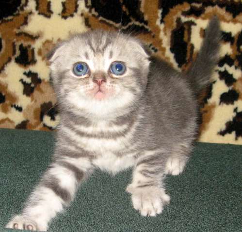 МРАМОРНЫЙ ШОТЛАНДСКИЙ ВИСЛОУХИЙ КОТИК! МРАМОРНЫЙ ШОТЛАНДСКИЙ ВИСЛОУХИЙ КОТИК!