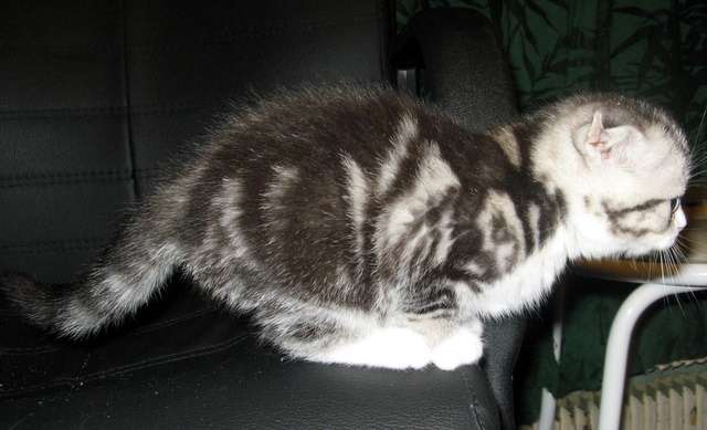 ЧУДНЫЙ ШОТЛАНДСКИЙ ВИСЛОУХИЙ КОТИК ЧУДНЫЙ ШОТЛАНДСКИЙ ВИСЛОУХИЙ КОТИК