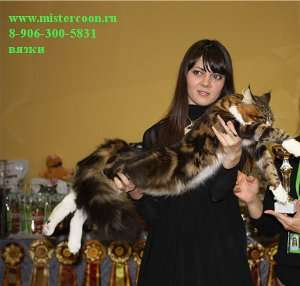 Мейн кун.Вязка Мейн кун.Вязка