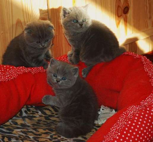 Британские котята Британские котята