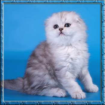 Шотландские котята Шотландские котята