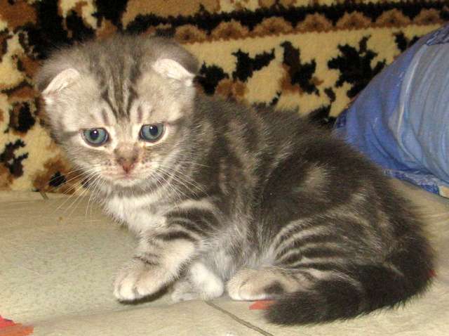 МРАМОРНЫЙ ШОТЛАНДСКИЙ ВИСЛОУХИЙ КОТИК! МРАМОРНЫЙ ШОТЛАНДСКИЙ ВИСЛОУХИЙ КОТИК!