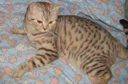 Кот шотландский короткошерстный Кот шотландский короткошерстный