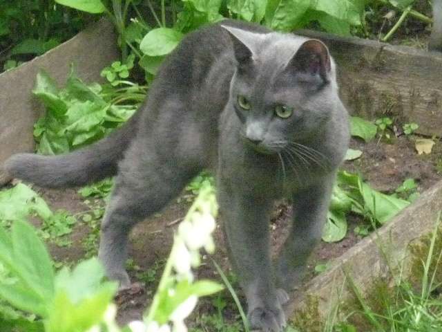 Русский голубой кот для вязки Русский голубой кот для вязки