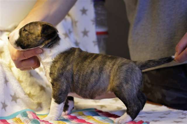 Щенки бультерьера /bullterrier puppies Щенки бультерьера /bullterrier puppies