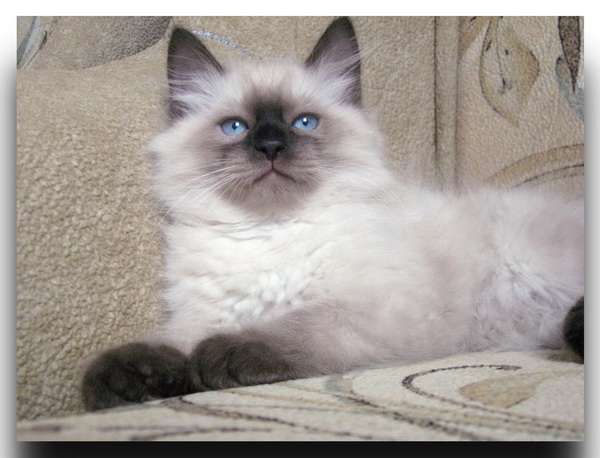 Клубные Сибирские котята Клубные Сибирские котята