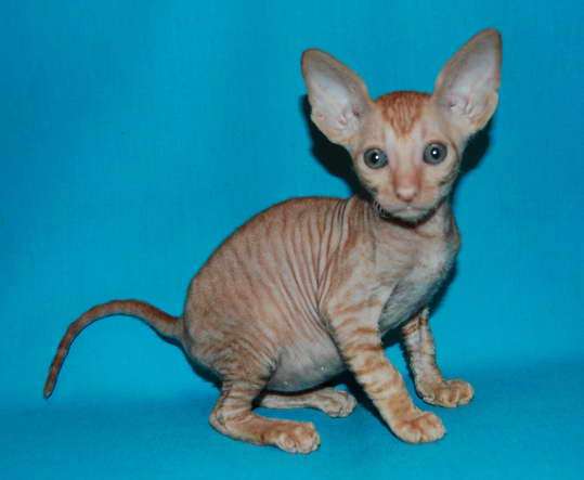 Корниш рекс котята Корниш рекс котята