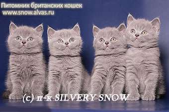Британские котята. Питомник 8-977-898-1530 Британские котята. Питомник 8-977-898-1530