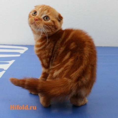 КОТИКИ СКОТТИШ ФОЛДЫ! КРАСНО КИРПИЧНЫЙ МРАМОР И КРАСНЫЙ МРАМОР С БЕЛЫМ КОТИКИ СКОТТИШ ФОЛДЫ! КРАСНО КИРПИЧНЫЙ МРАМОР И КРАСНЫЙ МРАМОР С БЕЛЫМ
