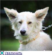 Молодой, воспитанный , благородный пёс ищет дом ! Молодой, воспитанный , благородный пёс ищет дом !