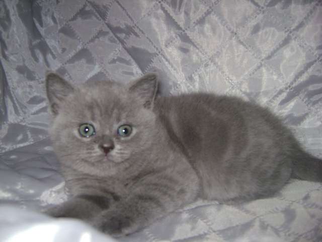 шотландские котята шотландские котята