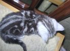 Британские котята -черный серебристый мрамор Питомник Его Величество Мрамор