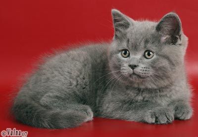 Настоящие британские котята! Настоящие британские котята!