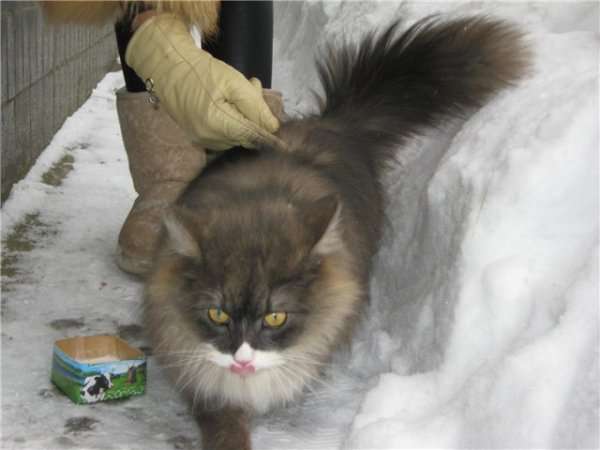 Красивый молодой котик срочно ищет дом! Красивый молодой котик срочно ищет дом!