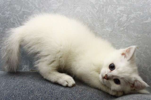 Британский котик Британский котик