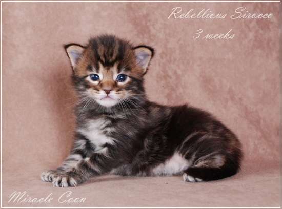 Котята мейн кун питомника Miracle Coon Котята мейн кун питомника Miracle Coon