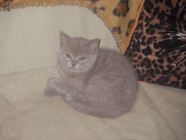 Британский котёнок Британский котёнок