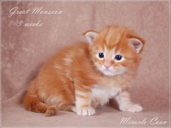 Котята мейн кун питомника Miracle Coon Котята мейн кун питомника Miracle Coon