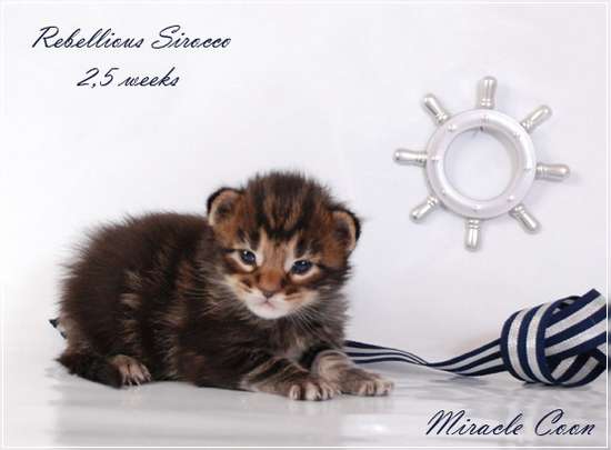 Котята мейн кун питомника Miracle Coon Котята мейн кун питомника Miracle Coon