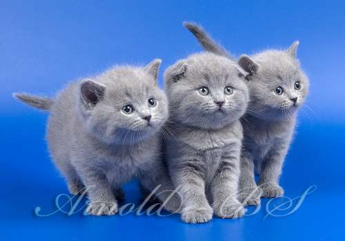 Шотландские короткошерстные плюшевые котята Шотландские короткошерстные плюшевые котята
