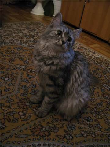 Сибирская кошечка Диана Сибирская кошечка Диана