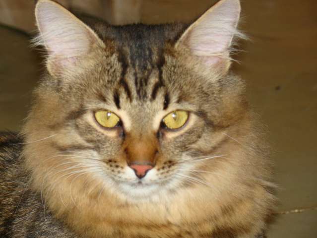 МОЛОДОЙ ШИКАРНЫЙ КОТИК АНДРЮША В ДАР! МОЛОДОЙ ШИКАРНЫЙ КОТИК АНДРЮША В ДАР!