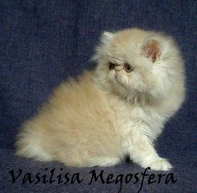 Котята персидские Котята персидские