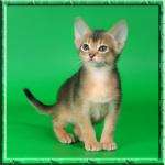абиссинские котята абиссинские котята