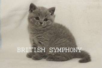 Британские котята из питомника "British Symphony". Вязки. Британские котята из питомника "British Symphony". Вязки.