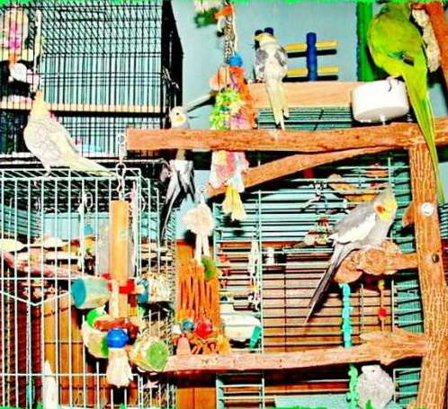 Короллы из питомника. Собственик. Короллы из питомника. Собственик.